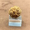 Eight Mukhi Rudraksha Nepal आठ मुखी रुद्राक्ष नेपाल (23.61 Mm) Fp C