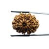 Eleven Faced Rudraksha - ( 27.87 Mm)