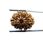 Eleven Faced Rudraksha - ( 27.87 MM)