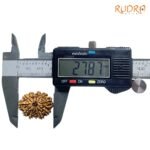 Eleven Faced Rudraksha - ( 27.87 Mm)