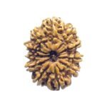 Eleven Faced Rudraksha - ( 27.87 Mm)