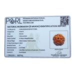 Five Face Rudraksha Nepal - (22.53 mm)