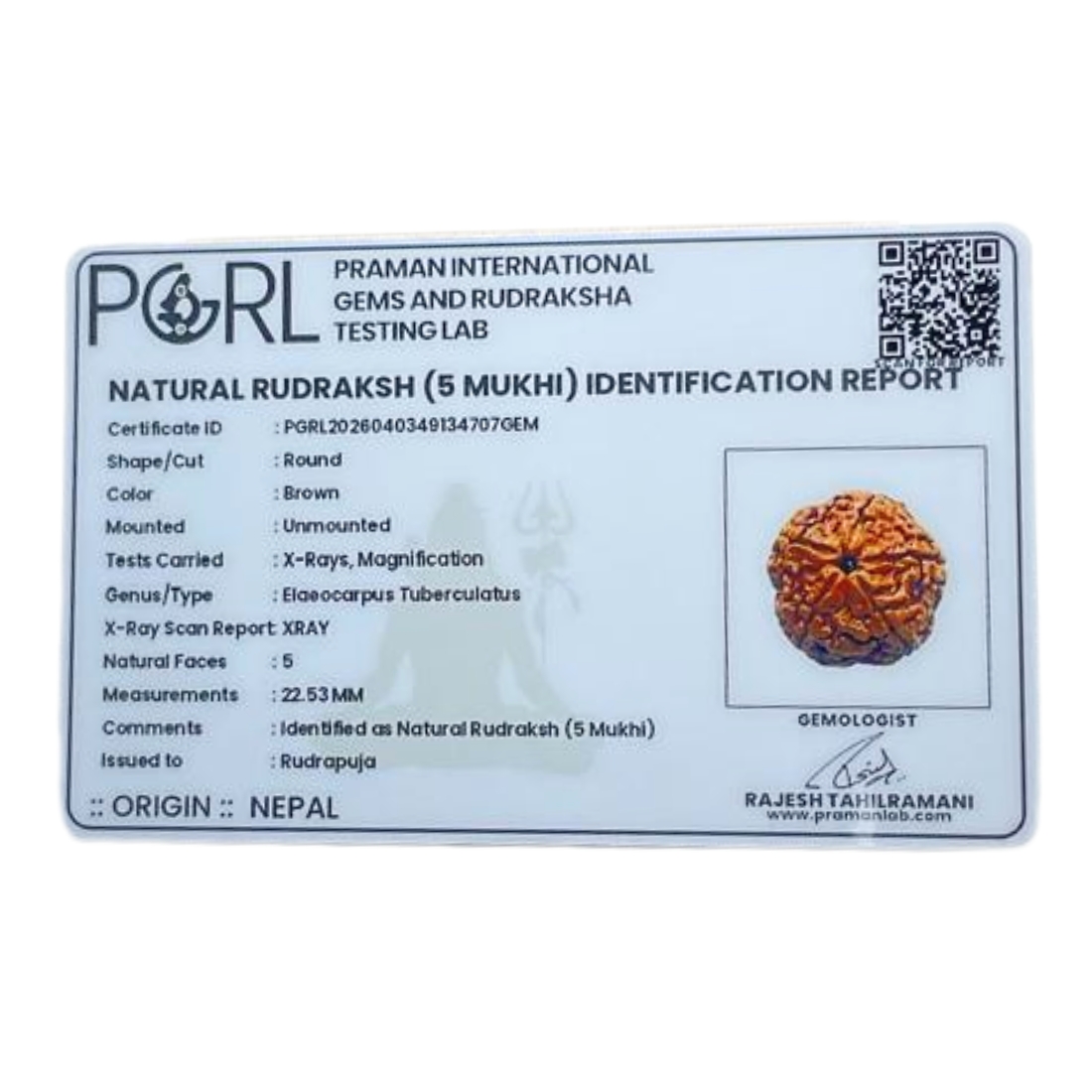 Five Face Rudraksha Nepal - (22.53 mm)