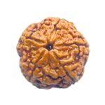 Five Face Rudraksha Nepal - (22.53 mm)