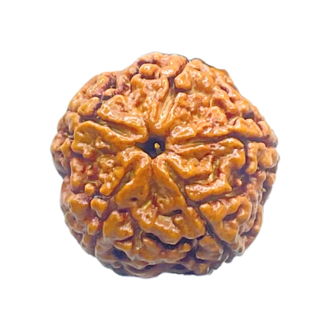 Five Face Rudraksha Nepal - (22.53 mm)