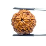 Five Face Rudraksha Nepal - (22.53 mm)
