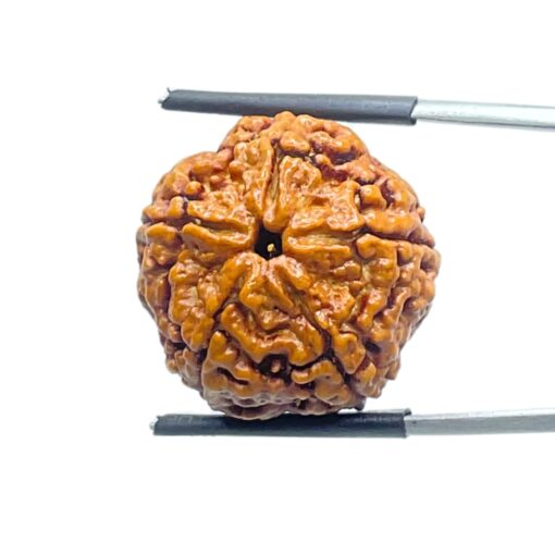 Five Face Rudraksha Nepal - (22.53 mm)