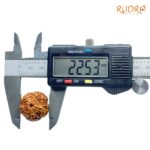 Five Face Rudraksha Nepal - (22.53 mm)