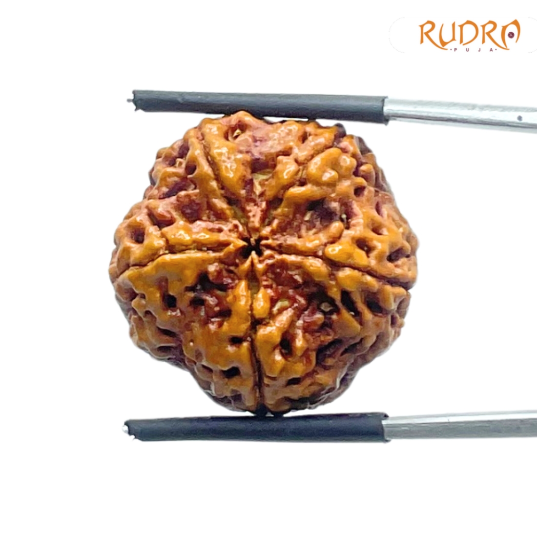 Five Face Rudraksha Nepal - (22.53 mm)