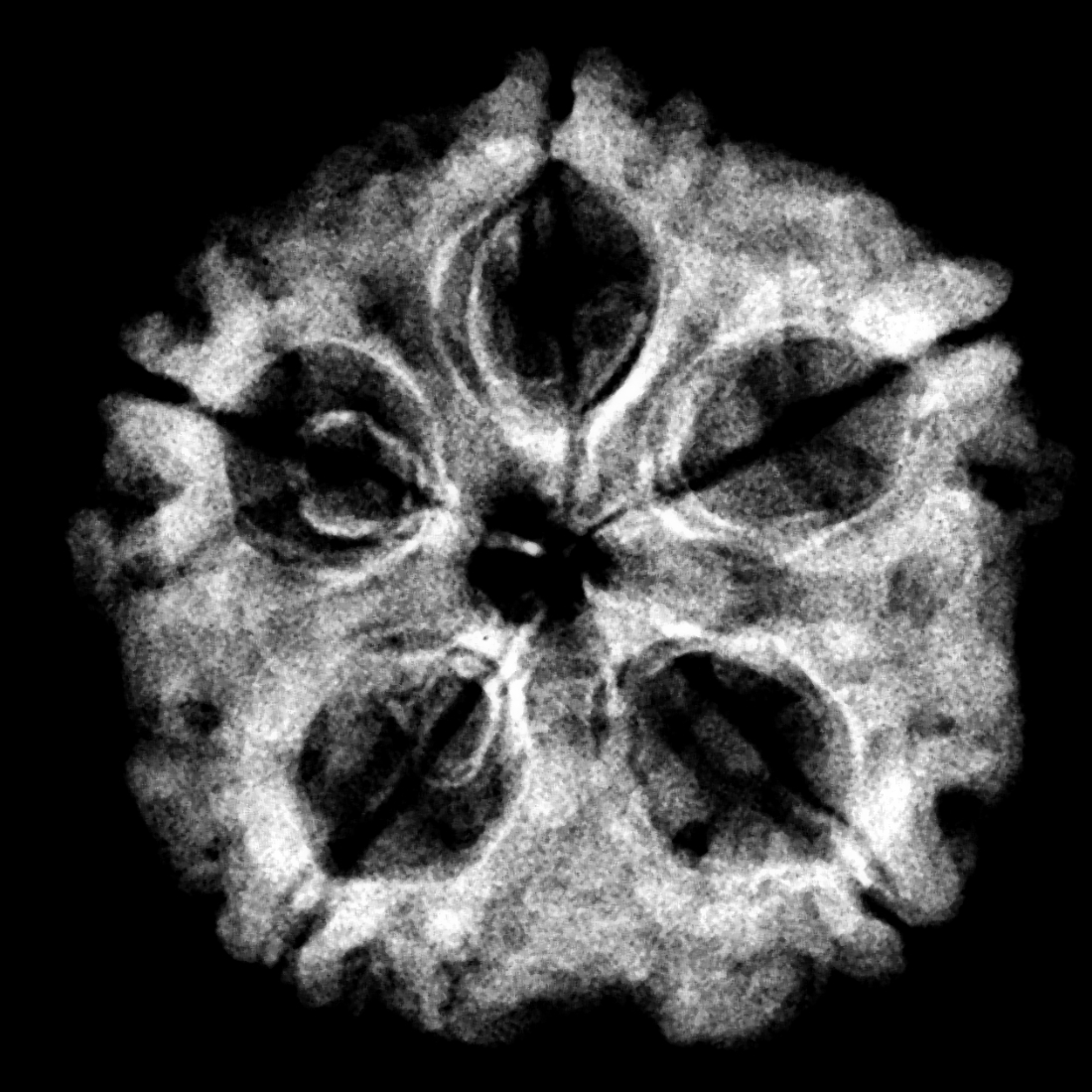 Five Face Rudraksha Nepal - (22.53 mm)