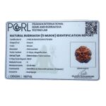 Five Mukhi Rudraksha Nepal - (23.68 MM)