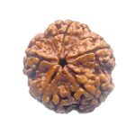 Five Mukhi Rudraksha Nepal - (23.68 mm)