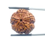 Five Mukhi Rudraksha Nepal - (23.68 mm)