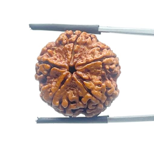Five Mukhi Rudraksha Nepal - (23.68 mm)