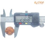 Five Mukhi Rudraksha Nepal - (23.68 mm)