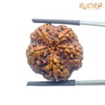 Five Mukhi Rudraksha Nepal - (23.68 mm)