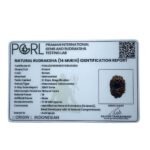 Fourteen Mukhi Indonesian Rudraksha (17.30 Mm)