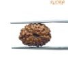 Fourteen Mukhi Indonesian Rudraksha (17.30 Mm) With X - Ray