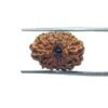 Fourteen Mukhi Indonesian Rudraksha (17.30 Mm) With X - Ray