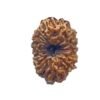 Fourteen Mukhi Indonesian Rudraksha (17.30 Mm) With X - Ray