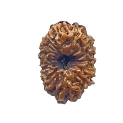 Fourteen Mukhi Indonesian Rudraksha (17.30 MM) With X - Ray