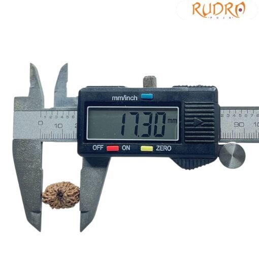 Fourteen Mukhi Indonesian Rudraksha (17.30 MM) With X - Ray
