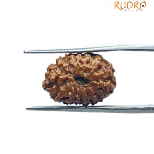 Fourteen Mukhi Indonesian Rudraksha (17.30 MM) With X - Ray