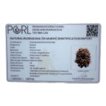 Fourteen Mukhi Rudraksha Nepal - (26.45 MM)