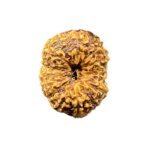 Fourteen-Mukhi-Indonesian-Rudraksha-16.43-Mm-Sp-C.jpg October 19, 2024 90 Kb