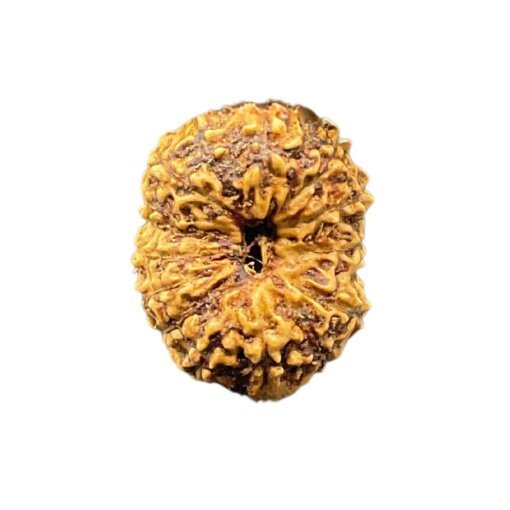 Fourteen-mukhi-Indonesian-Rudraksha-16.43-mm-SP-C.jpg October 19, 2024 90 KB