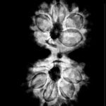 Gauri Shankar Rudraksha 28.55 Mm X-Ray
