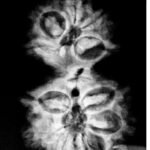 Gauri Shankar Rudraksha 30.10 Mm X-Ray