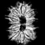 Gauri Shankar Rudraksha 30.45 Mm X-Ray