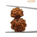 Gauri Shankar Rudraksha Original (30.10 Mm)