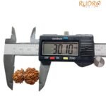 Gauri Shankar Rudraksha Original (30.10 Mm)