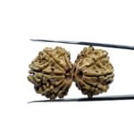 Gauri Shankar Rudraksha Original (34.28 MM)