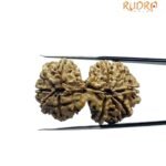 Gauri Shankar Rudraksha Original (34.28 MM)