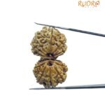 Gauri Shankar Rudraksha Original (34.28 Mm)