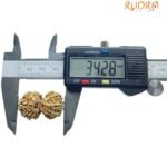 Gauri Shankar Rudraksha Original (34.28 Mm)