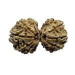 Gauri Shankar Rudraksha Original (34.28 Mm)