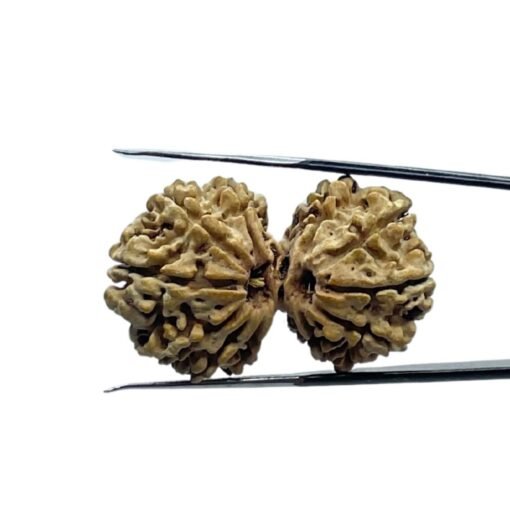 Gauri Shankar Rudraksha Original (34.28 Mm)