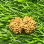 Gaurishankar Nepal Rudraksha (27.56 mm)