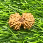 Gaurishankar Nepal Rudraksha (27.56 mm) MP C