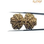 Gaurishankar Nepal Rudraksha (33.90 MM)