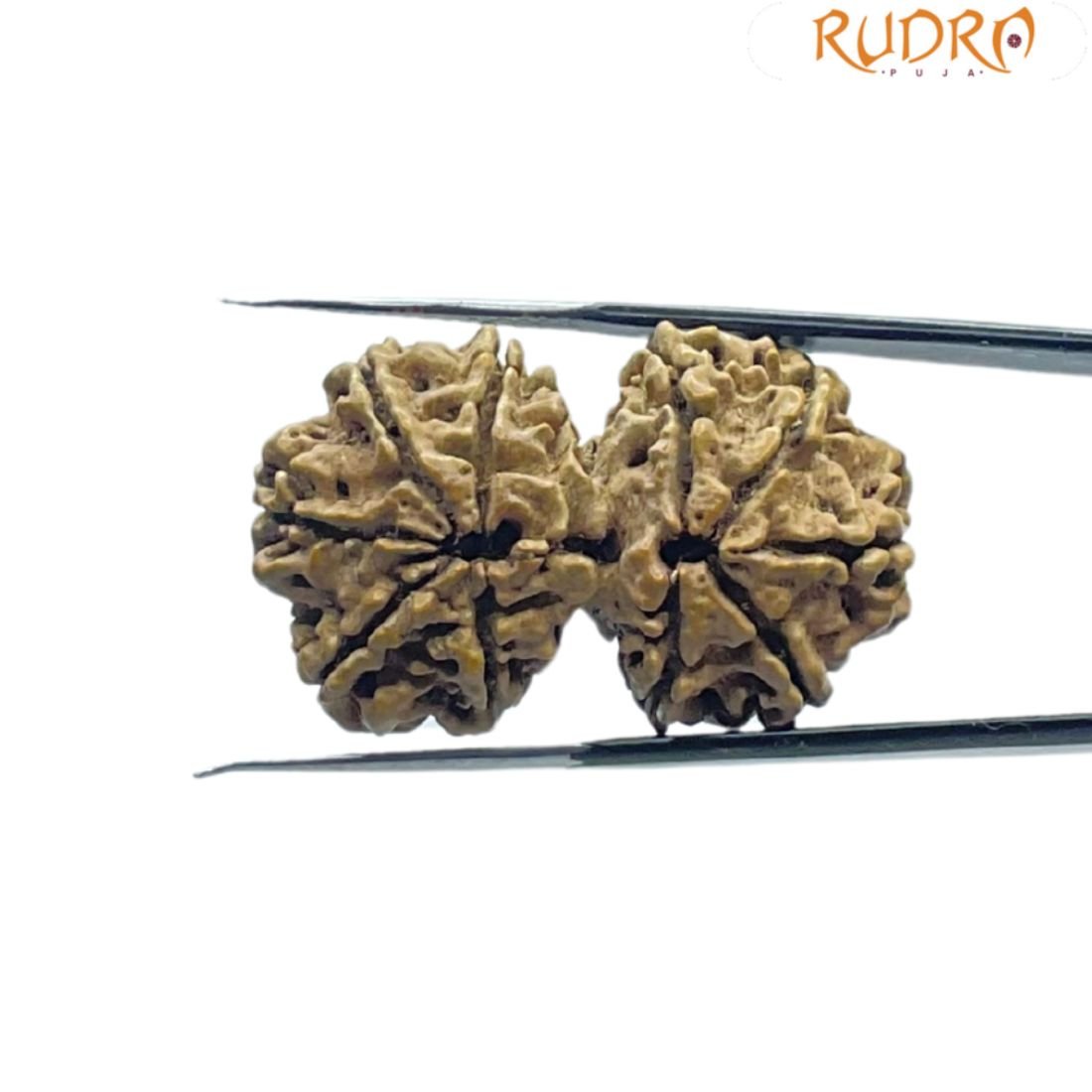 Gaurishankar Nepal Rudraksha (33.90 Mm) 2 Gaurishankar Nepal Rudraksha (33.90 Mm)