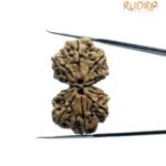 Gaurishankar Nepal Rudraksha (33.90 Mm) 7 Gaurishankar Nepal Rudraksha (33.90 Mm)