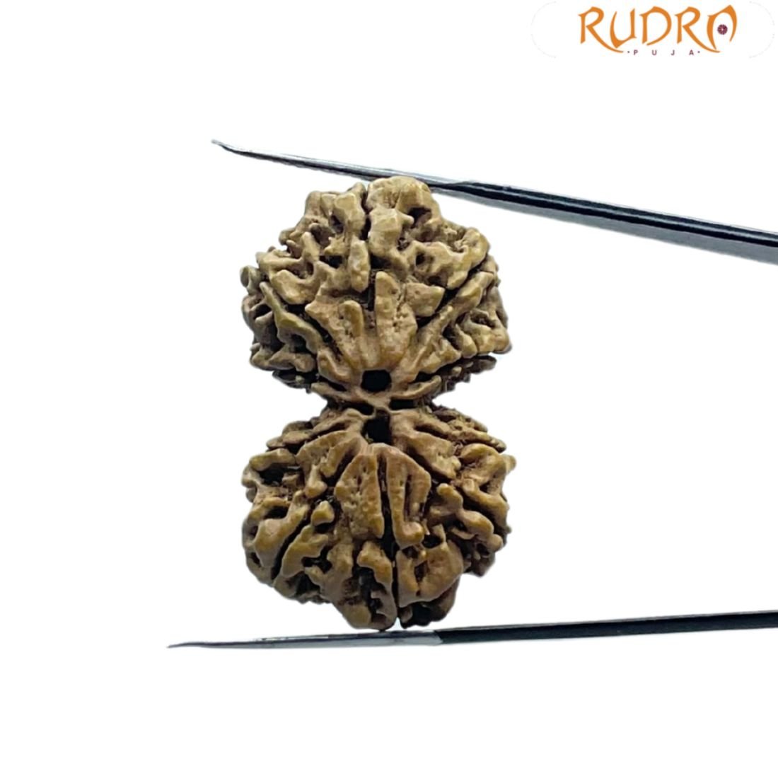 Gaurishankar Nepal Rudraksha (33.90 Mm) 3 Gaurishankar Nepal Rudraksha (33.90 Mm)