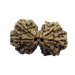 Gaurishankar Nepal Rudraksha (33.90 Mm) 8 Gaurishankar Nepal Rudraksha (33.90 Mm)