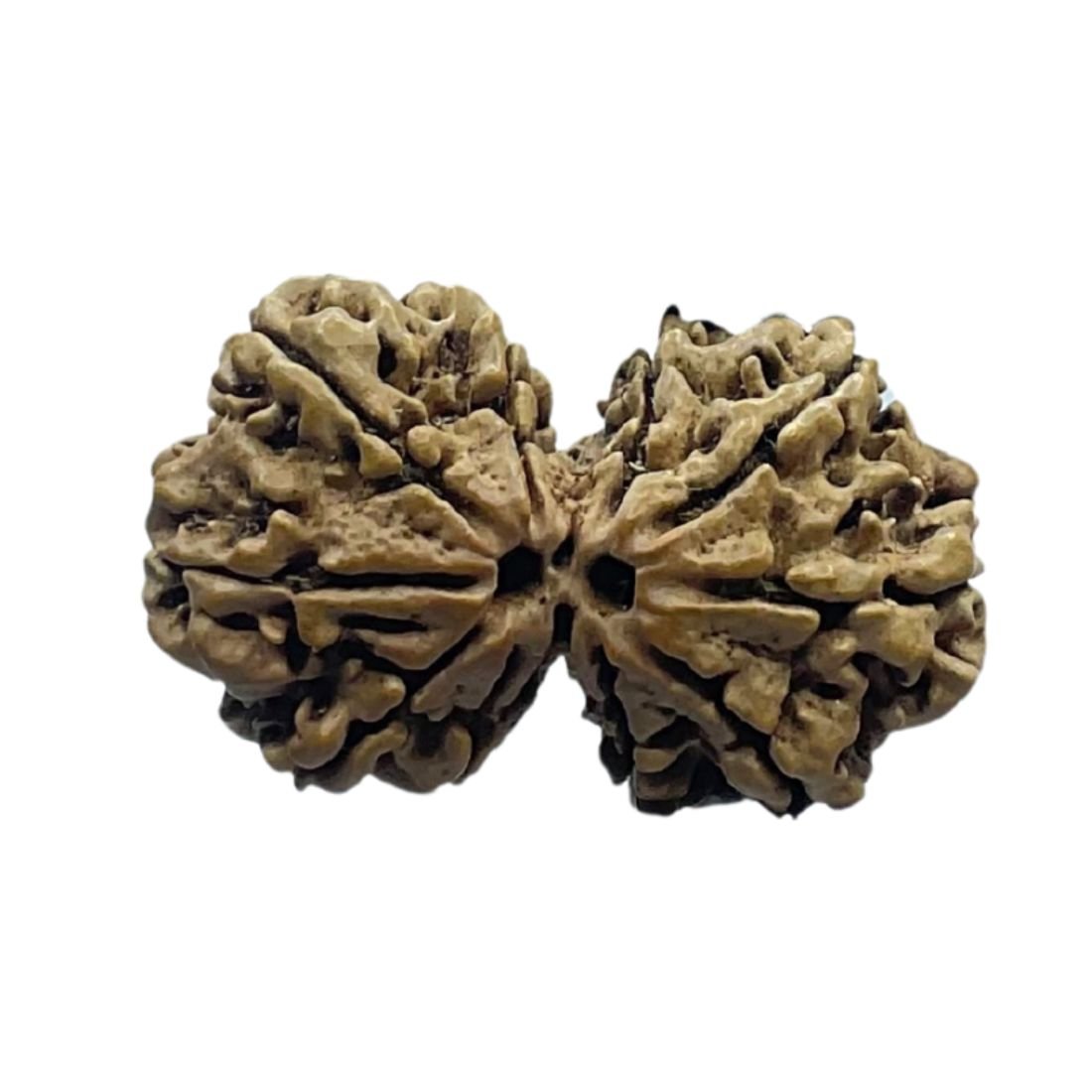 Gaurishankar Nepal Rudraksha (33.90 Mm) 4 Gaurishankar Nepal Rudraksha (33.90 Mm)