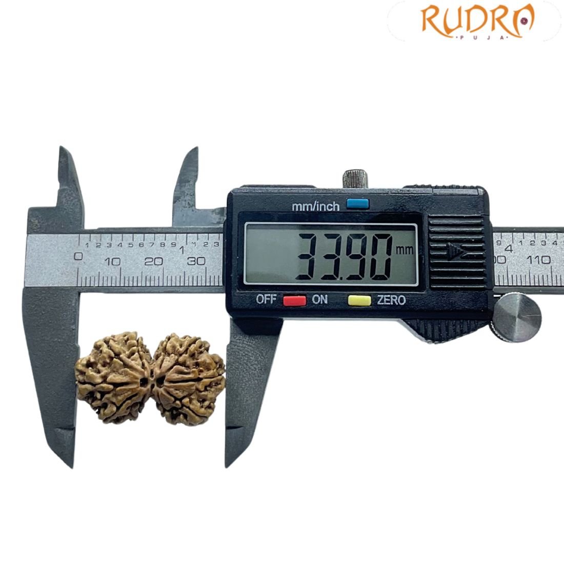 Gaurishankar Nepal Rudraksha (33.90 Mm) 5 Gaurishankar Nepal Rudraksha (33.90 Mm)